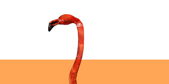 Flamingo